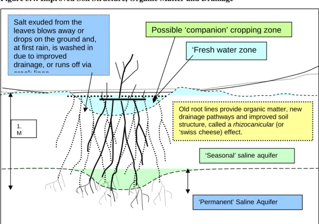 Figure 3.4: Improved Soil Structure, Organic Matter and Drainage 