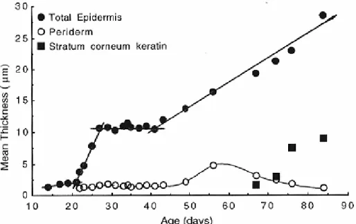 Figure 1. Mean thickness of the periderm, stratum corneum keratin and total epidermis in the skin of  Crocodylus porosus embryos incubated at 30C, from 14 days to 1 day post-hatching