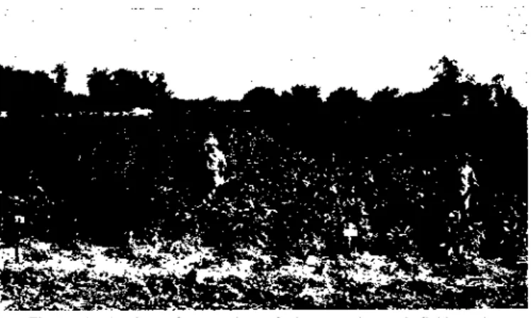 Figure 1.—A view of a portion of the experimental field -at harvest  time, May 5, 1952