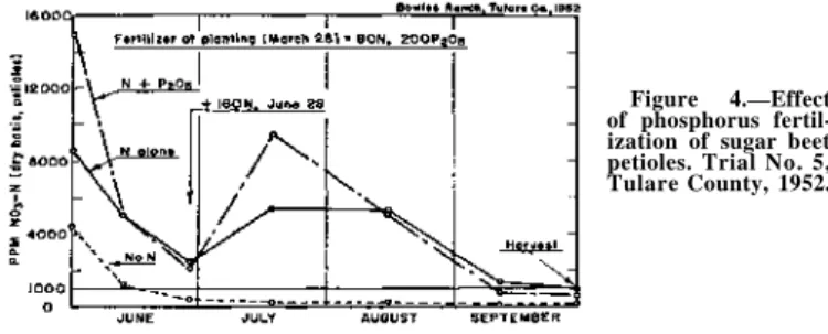 Figure 4.—Effect  of phosphorus  fertil-ization of sugar beet  petioles. Trial No. 5,  Tulare County, 1952