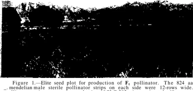 Figure 1.—Elite seed plot for production of F t  pollinator.  T h e 824 aa  _. mendelian  m a l e sterile pollinator strips on each side were 12-rows wide