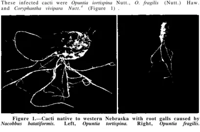 Figure 1.—Cacti native to western Nebraska with root galls caused by  Nacobbus batatiformis