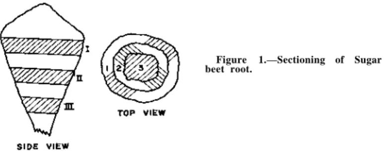 Figure 1.—Sectioning of Sugar  beet root. 