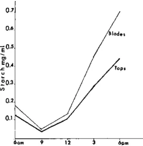Figure 1. Diurnal change in iodometric starch in sugarcane leaves and tops var. CP 65-357