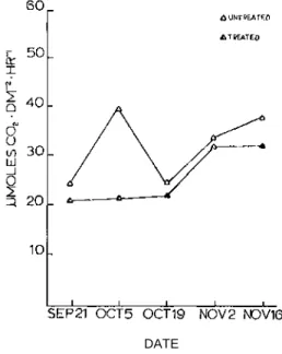 Fig. 2. Dark respiration rates of L 62-96 with and without glyphosine application as plotted across  harvest dates