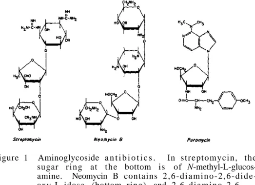 Figure 1 Aminoglycoside  a n t i b i o t i c s . In streptomycin, the  sugar  r i n g at the bottom is of  NmethylLglucosamine