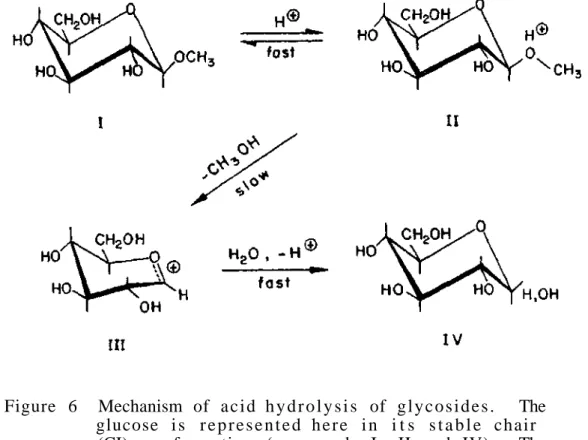 Figure 6 Mechanism of  a c i d  h y d r o l y s i s of  g l y c o s i d e s . The  glucose  i s  r e p r e s e n t e d  h e r e  i n  i t s  s t a b l e chair 