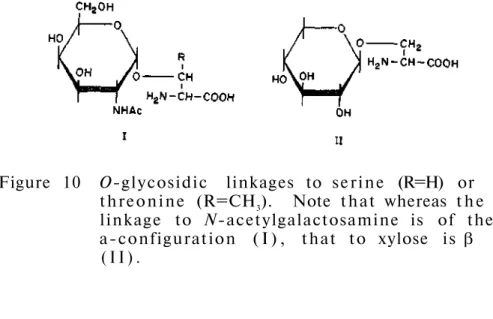 Figure 10 O-glycosidic linkages to  s e r i n e (R=H) or  t h r e o n i n e (R=CH 3 )