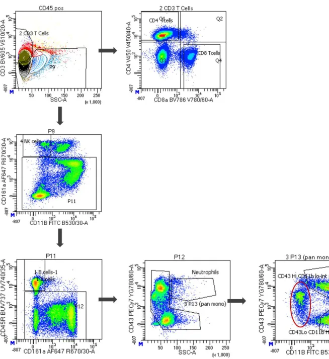 Figure 1. FACS analysis identified distinct immune cell populations. Representative gating strategy  utilised  to  sort  and  identify  CD3+  and  CD4+  or  CD8+  T-cells,  CD45R+  B-cells,  CD43+/SSC-A  monocytes  and  CD43 high CD11b high  and  CD43 low 