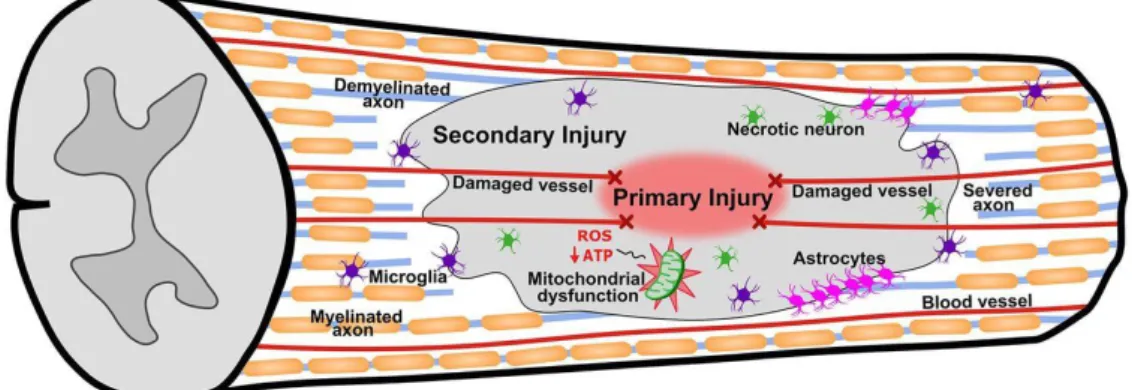 Figure 1. Multiple secondary injury cascades (including inflammation and cell death) follow the  primary injury and exacerbate damage