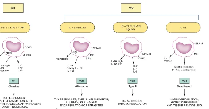 Figure 2. Pro-inflammatory (M1) and anti-inflammatory (M2) immune cell polarisation and their  respective cell products (cytokines) and responses