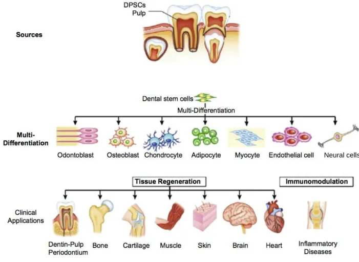 Figure 3. DPSCs can be extracted non-invasively from dental tissue and have various  differentiation potentials and clinical applications