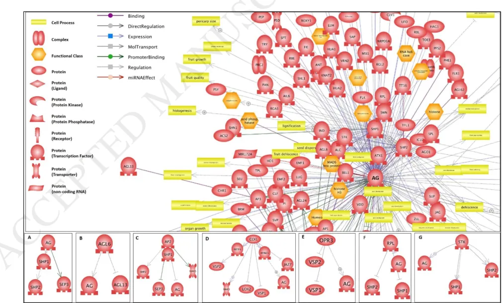 Fig. 5. Regulatory Network of AG (AGAMOUS) gene among up-regulated genes during cluster formation in Sistan Yaghooti grape