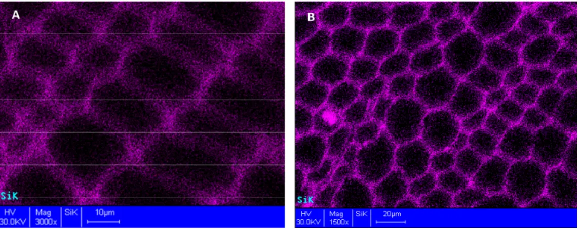 Fig. 5. SEM-EDX images of Si-Kα X-ray map at magnification of (A) 3000x and (B) 1500x