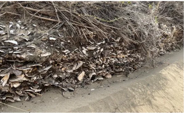 Figure 4: Archaeological shell middens found on Ripiro Beach in February 2022. 