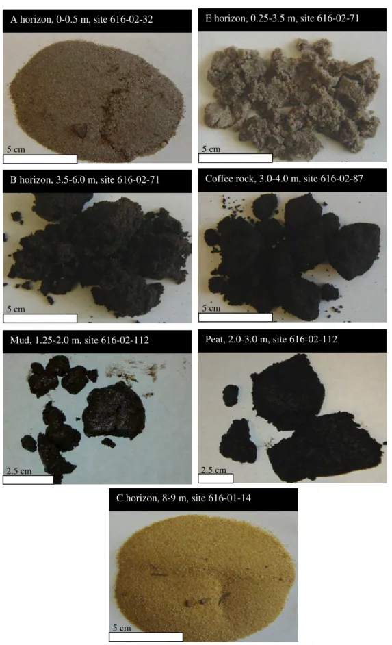 Figure  3  Hand  specimens  of  representative  A,  E,  B,  coffee  rock,  mud,  peat  and  C  horizons
