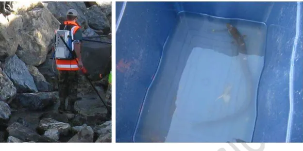 Figure 118 Fish recovery in Reservoir Creek using electric fishing technique and a recovered eel awaiting transfer 