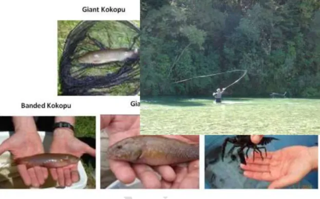 Figure 20 Examples of some of the Aquatic Species in Tasman District Streams 