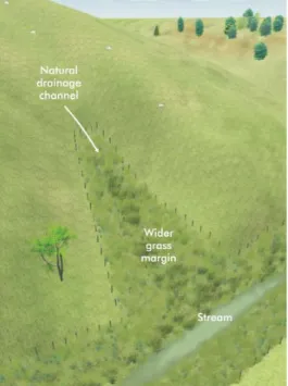 Figure 5: Using grass margins to filter channelled runoff