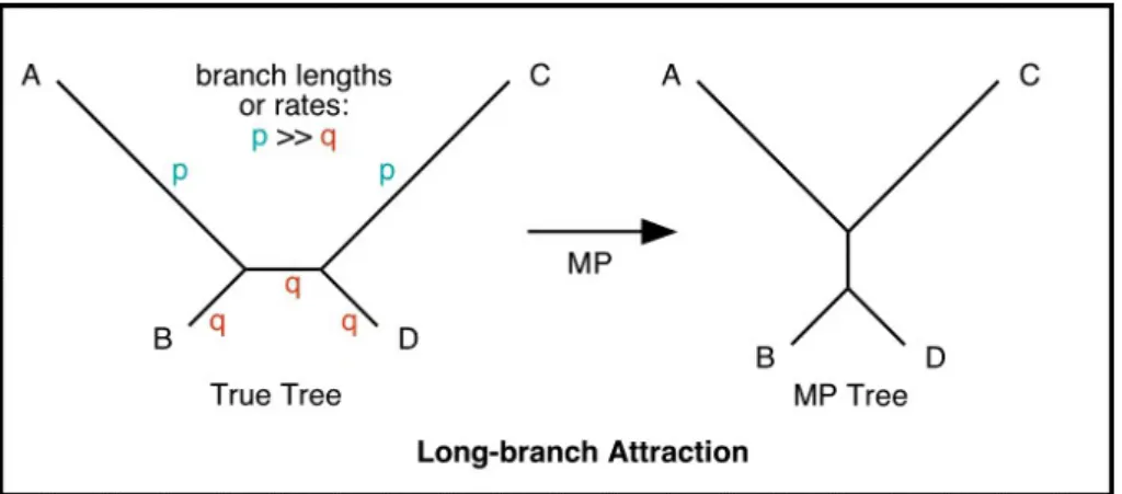 Figure 14: The tree on the left is the true tree. It has a pair of sequences (A, and B) which are highly diverged