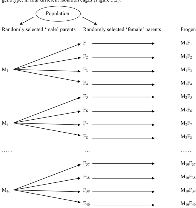 Figure 3.2  Derivation of progenies in a North Carolina I mating design. Each ‘male’ 