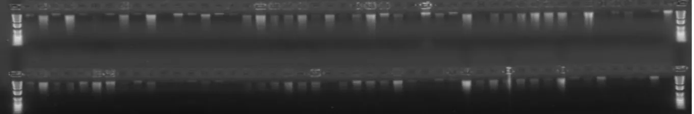 Figure 4.2  Ethidium bromide-stained agarose (0.8%) gel of genomic DNA isolated from  polycross progeny leaf tissue using modifications to the Anderson et al