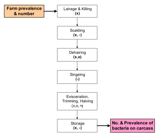 Figure 6.1: Modules and processes in a New Zealand abattoir. Processes are represented as fol- fol-lows: contamination (x), inactivation (-), partitioning (÷), and removal (o)