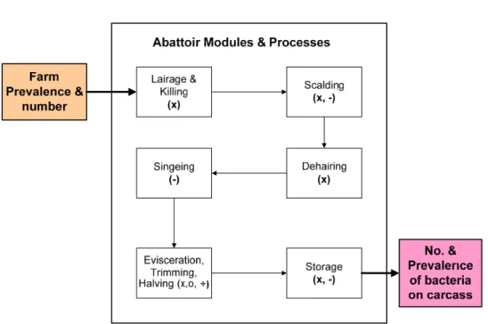 Figure 3.1: Modules and processes in a theoretical slaughter house. The processes are represented as follows: cross-contamination (x), inactivation (-), partitioning ( ÷ ) and removal (o)