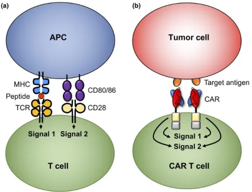 Figure 1. T-cell activation in wild-type and genetically modified CAR T-cells. 