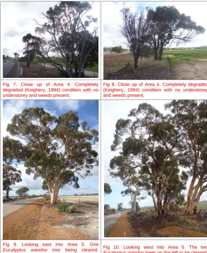 Fig  7.  Close  up  of  Area  4.  Completely  degraded  (Keighery,  1994)  condition  with  no  understorey and weeds present