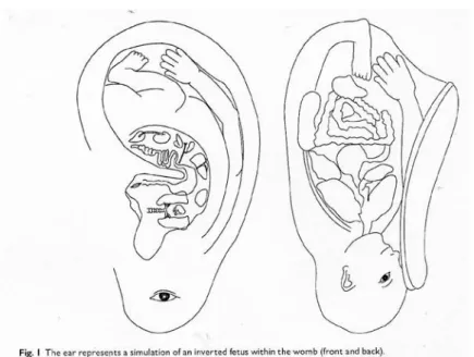 圖 2-4  胚胎倒影的耳穴圖 