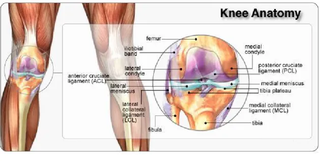 圖 2- 1  膝關節解剖圖 