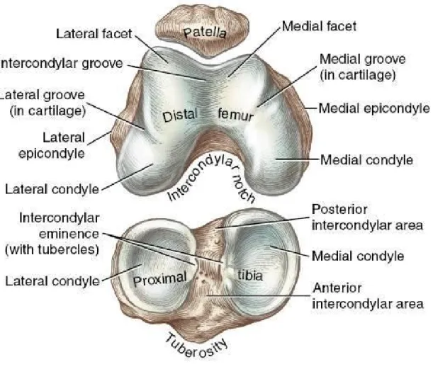 圖 2- 2  股骨、脛骨、髕骨解剖圖 