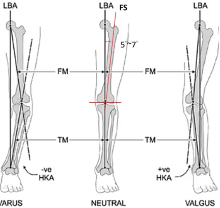 圖 2- 3  膝關節軸位圖 