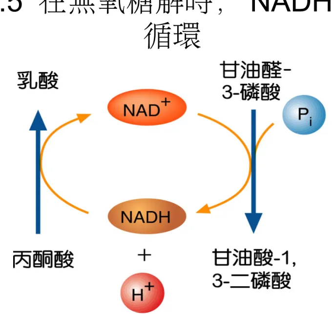 圖 8.5  在無氧糖解時， NADH 的再 循環
