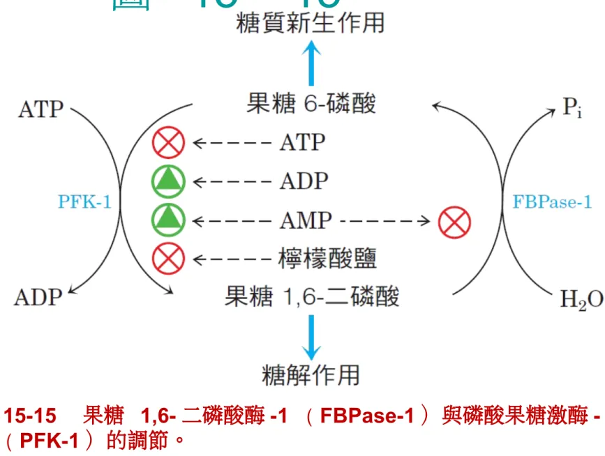 圖  15 – 15     p.625圖 1515 　果糖  1,6 二磷酸酶 1 （ FBPase1 ）與磷酸果糖激酶 -1（ PFK-1 ）的調節。果糖 2,6- 二磷酸在這個受質循環的調節所扮演的重要角色會在接下來的圖中詳述。
