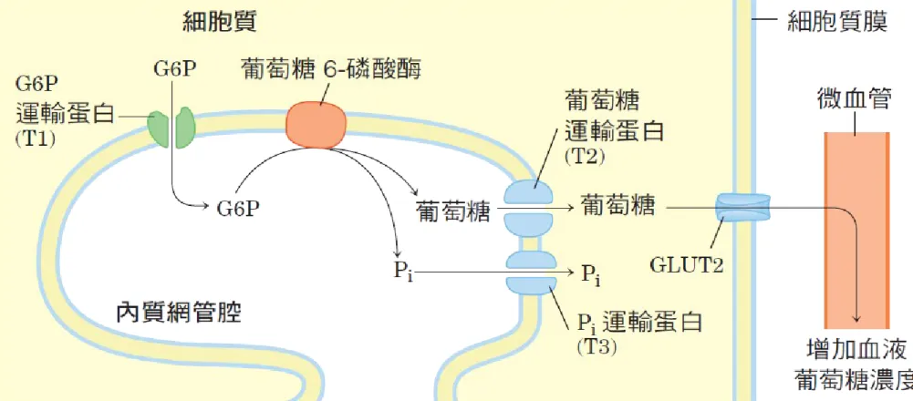 圖  15 – 28     p.635圖 15-28 　藉由內質網的葡萄糖  6- 磷酸酶水解葡萄糖  6- 磷酸。葡萄糖  6- 磷酸酶的催化部位在內質網管腔內側。葡萄糖  6- 磷酸（ G6P ）運輸蛋白（T1 ）會將受質從細胞質運送到管腔內，而產物葡萄糖和  Pi 會由特定的運輸蛋白（T2  和  T3 ）送至細胞質。最後葡萄糖再經由細胞質膜上的運輸蛋白（GLUT2 ）離開細胞。