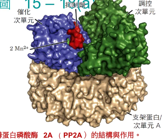 圖  15 – 18(a)     p.627圖 15-18 　磷蛋白磷酸酶  2A （ PP2A ）的結構與作用。(a)  催化次單元的活性部位帶有兩個 Mn2+ 離子，位在靠近由催化次單元和調控次單元之間介面（PDB ID 2NPP ）所形成的受質辨識表面。 Microcystin-LR ，以紅色表示，是 PP2A  的專一性抑制劑。催化和調控次單元由支架蛋白（次單元 A ）支撐，使它們的位子相互靠近並使受質辨識位置成形。