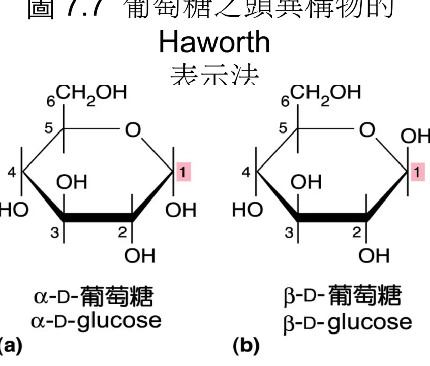 圖 7.7  葡萄糖之頭異構物的 Haworth
