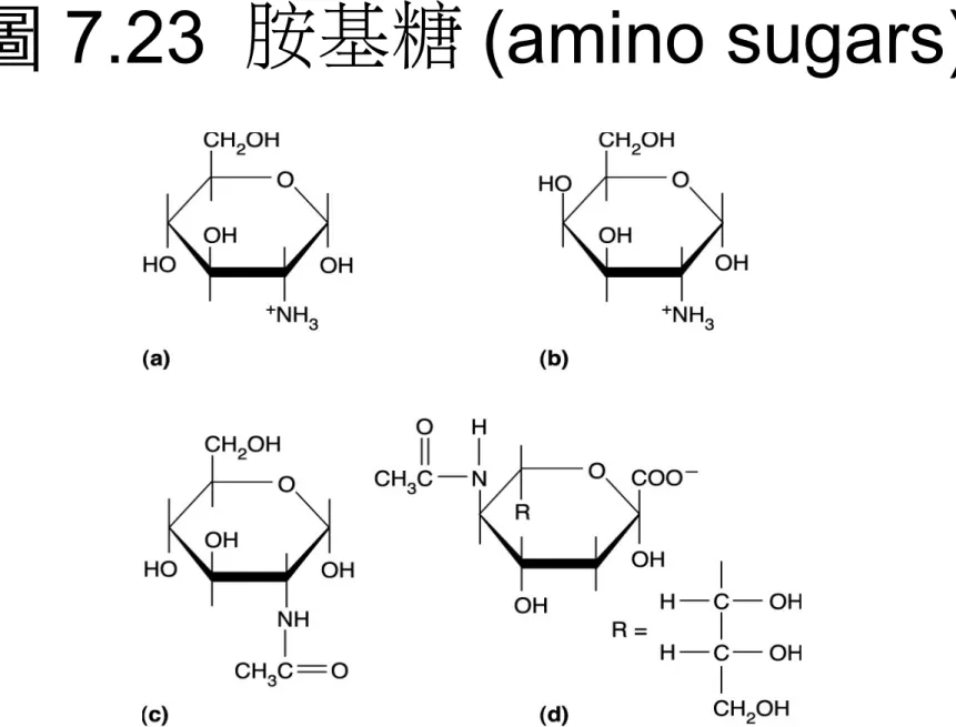 圖 7.23  胺基糖 (amino sugars)