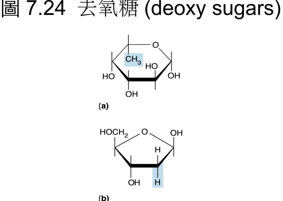 圖 7.24  去氧糖 (deoxy sugars)