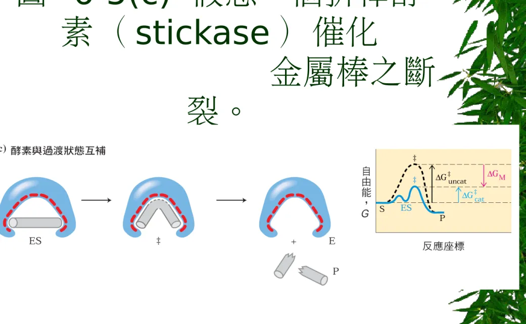 圖  6-5(c)  假想一個折棒酵 素（ stickase ）催化