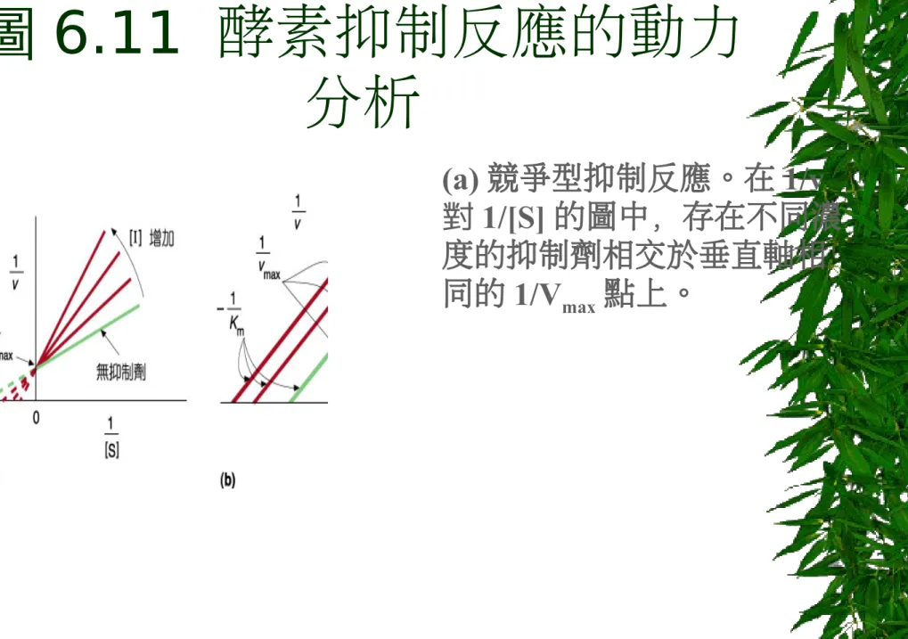 圖 6.11  酵素抑制反應的動力 分析 (a) 競爭型抑制反應。在 1/v 對 1/[S] 的圖中，存在不同濃 度的抑制劑相交於垂直軸相 同的 1/V max 點上。
