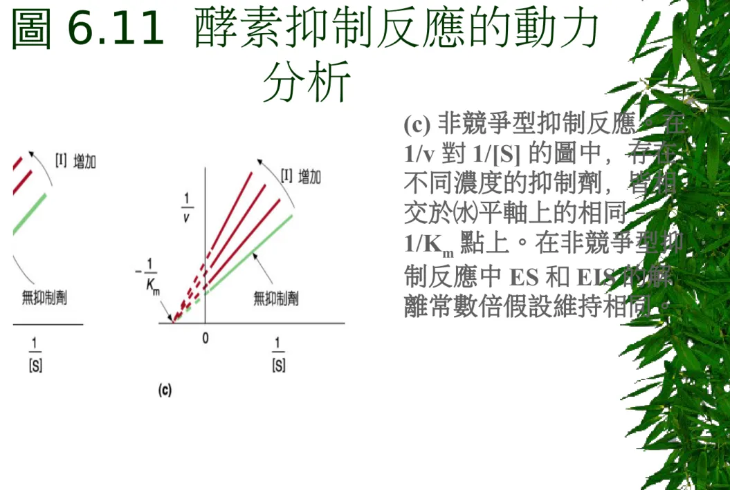 圖 6.11  酵素抑制反應的動力 分析 (c) 非競爭型抑制反應。在 1/v 對 1/[S] 的圖中，存在 不同濃度的抑制劑，皆相 交於㈬平軸上的相同 － 1/K m 點上。在非競爭型抑 制反應中 ES 和 EIS 的解 離常數倍假設維持相同。
