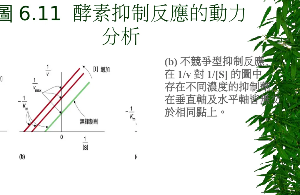 圖 6.11  酵素抑制反應的動力 分析 (b) 不競爭型抑制反應， 在 1/v 對 1/[S] 的圖中， 存在不同濃度的抑制劑， 在垂直軸及水平軸皆無交 於相同點上。