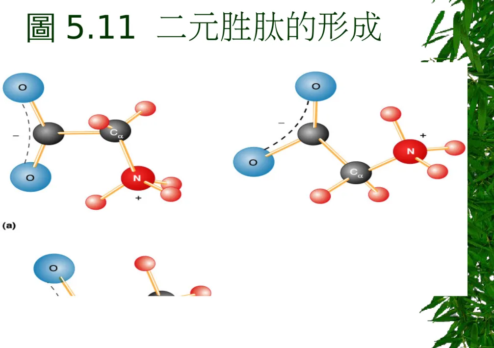 圖 5.11  二元胜肽的形成