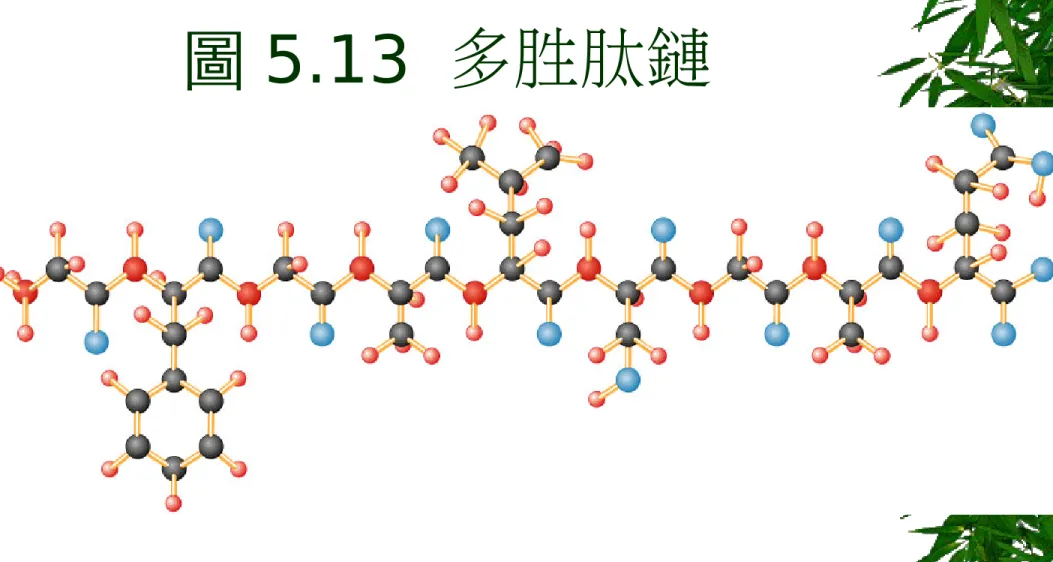 圖 5.13  多胜肽鏈