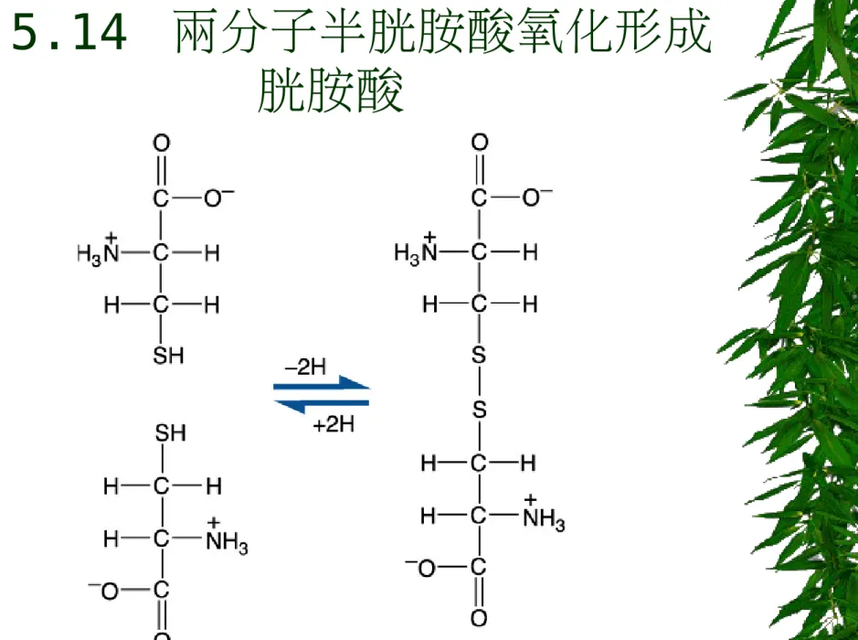 圖 5.14  兩分子半胱胺酸氧化形成 胱胺酸