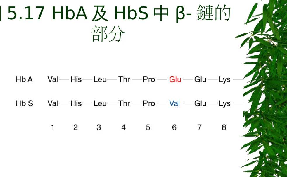 圖 5.17 HbA 及 HbS 中 β- 鏈的 部分