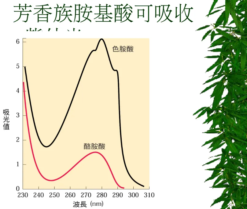 圖  3-6  芳香族胺基酸可吸收 紫外光。